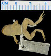 Image of Tirunvelveli’s hill frog