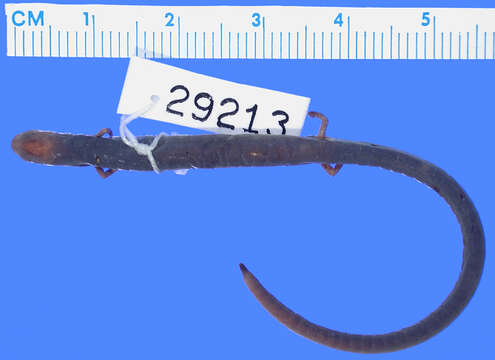 Image of False Cienega Colorado Worm Salamander