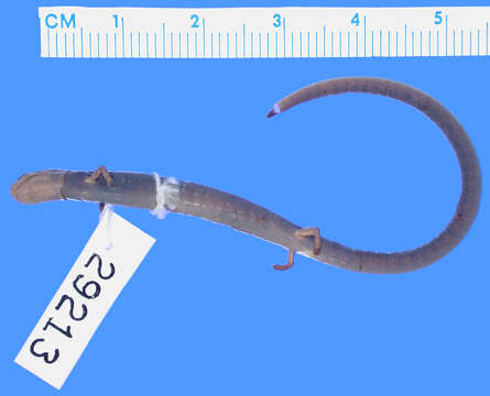 Image of False Cienega Colorado Worm Salamander