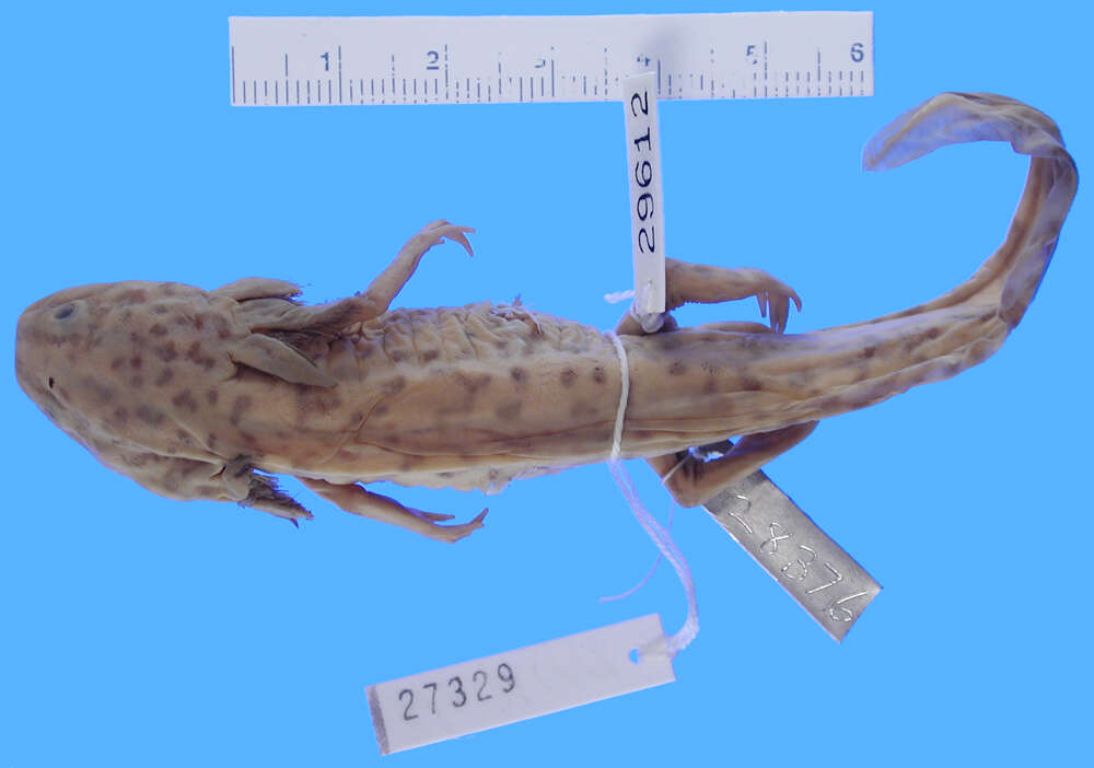 Image of Taylor's Salamander