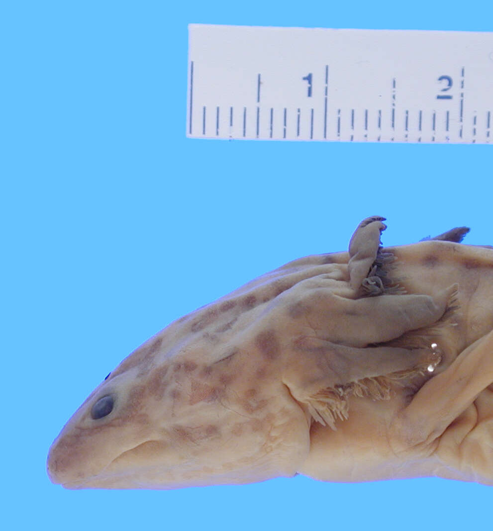 Image of Taylor's Salamander