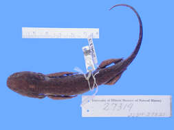Image of Michoacan Stream Salamander