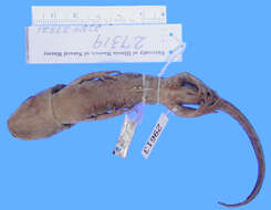 Image of Michoacan Stream Salamander