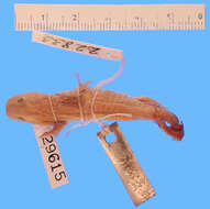 Image of Ambystoma granulosum Taylor 1944