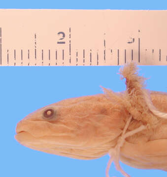 Plancia ëd Ambystoma granulosum Taylor 1944