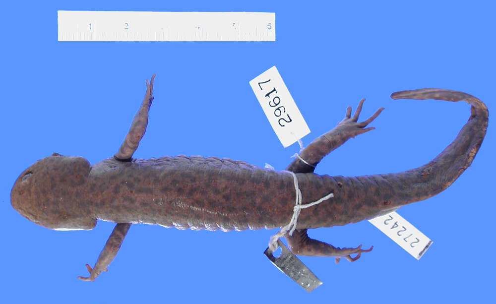 Plancia ëd Ambystoma rivulare (Taylor 1940)