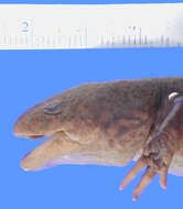 Image of Ambystoma rivulare (Taylor 1940)