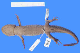 Plancia ëd Ambystoma rivulare (Taylor 1940)