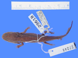 Plancia ëd Ambystoma altamirani Dugès 1895