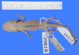 Plancia ëd Ambystoma altamirani Dugès 1895