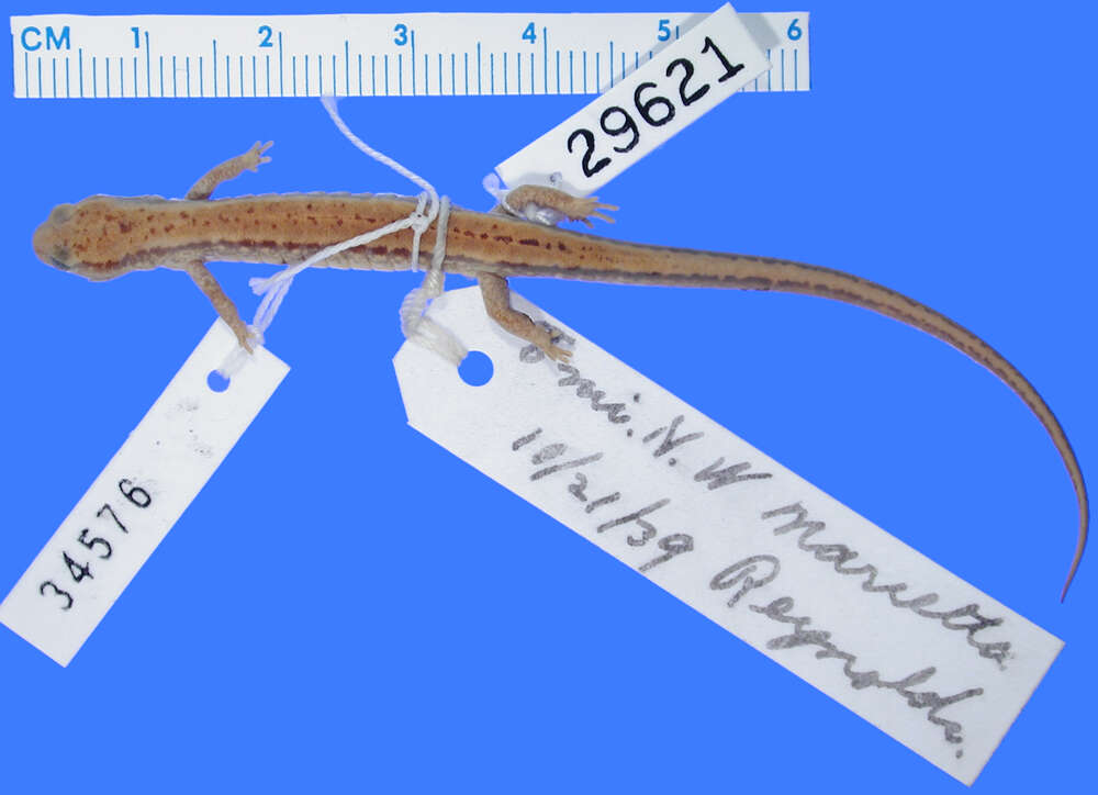 Image of Northern Two-lined Salamander