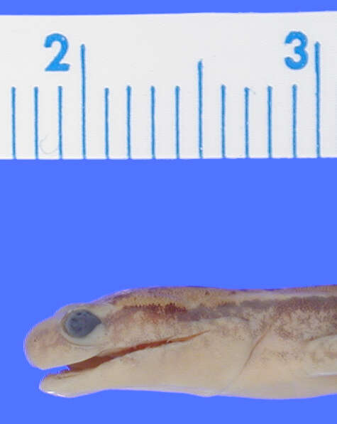 Image of Northern Two-lined Salamander