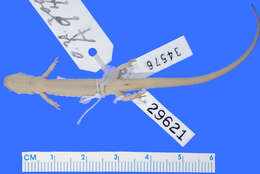 Image of Northern Two-lined Salamander