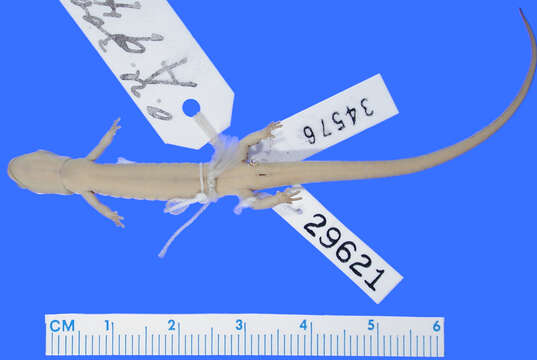 Image of Northern Two-lined Salamander