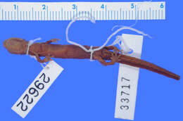 Image of Pseudoeurycea brunnata Bumzahem & Smith 1955