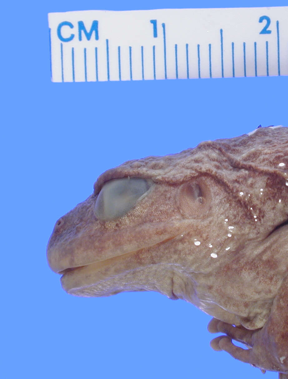 Image of Taylor's Stream Frog