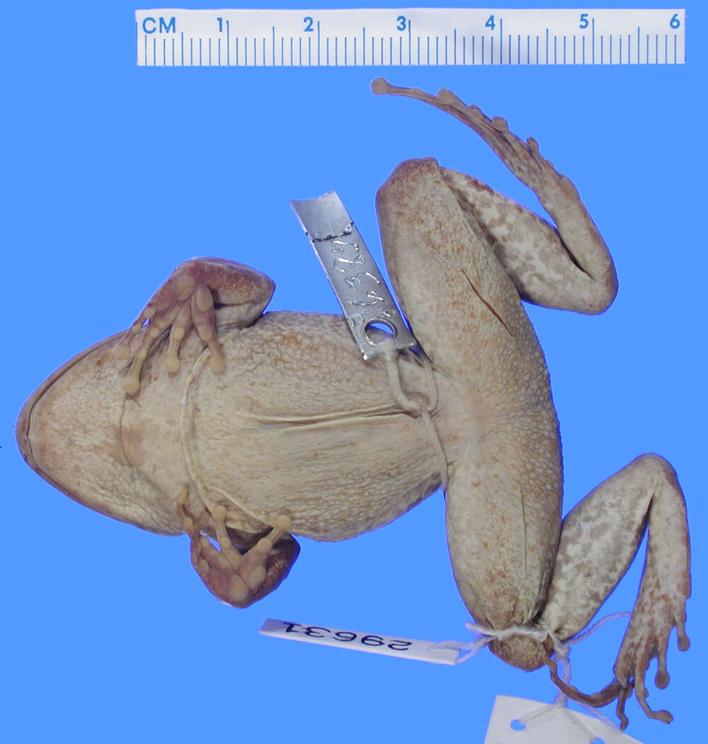 Image of Taylor's Stream Frog