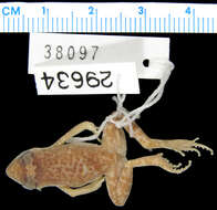 Image de Eleutherodactylus interorbitalis (Langebartel & Shannon 1956)