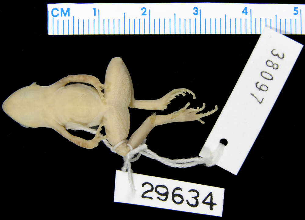 Image de Eleutherodactylus interorbitalis (Langebartel & Shannon 1956)