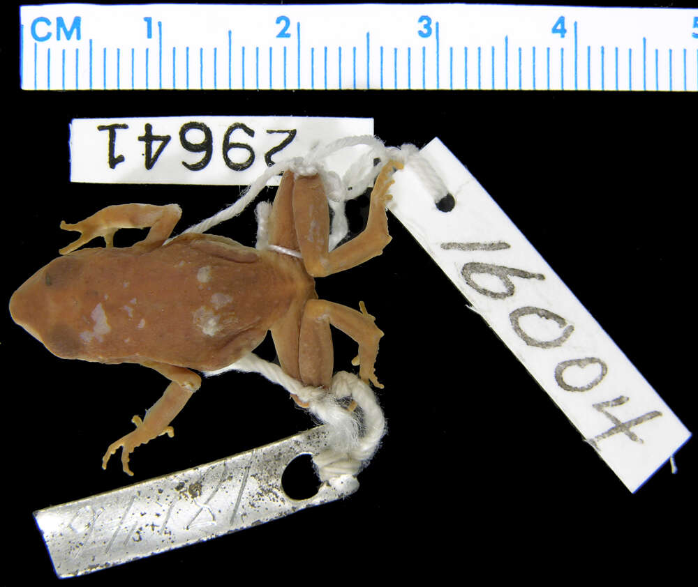 صورة Eleutherodactylus angustidigitorum (Taylor 1940)