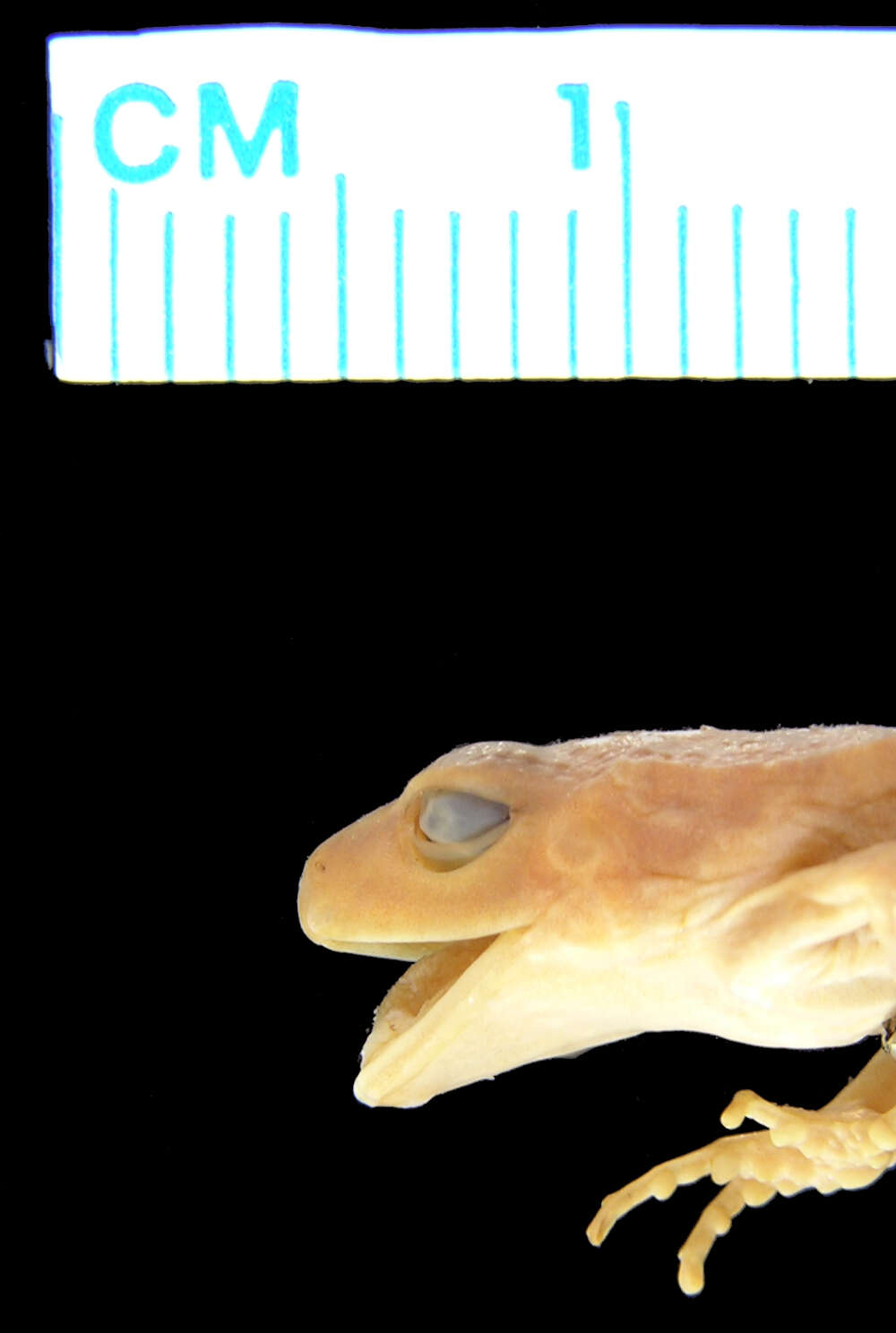 صورة Eleutherodactylus angustidigitorum (Taylor 1940)