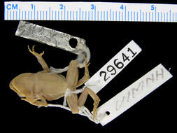 صورة Eleutherodactylus angustidigitorum (Taylor 1940)