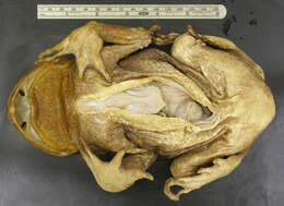 Image of Colombian giant toad