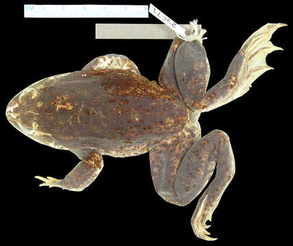 Image of Lithobates dunni (Zweifel 1957)