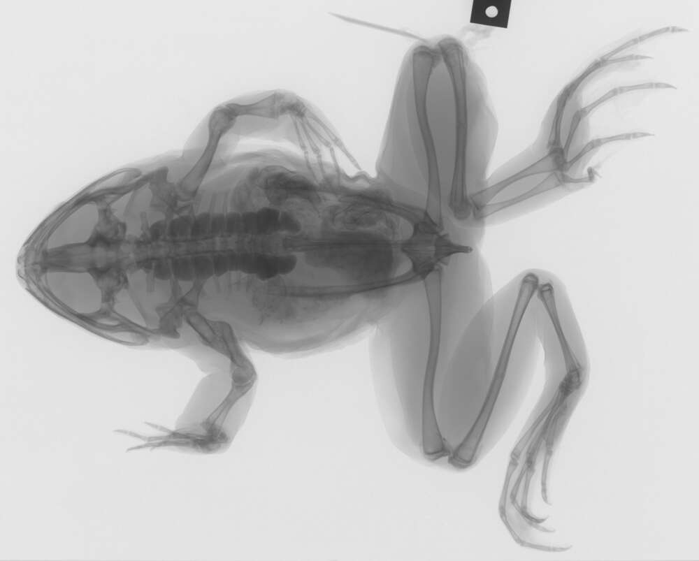 Image of Lithobates dunni (Zweifel 1957)