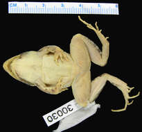 Image of rufous frog