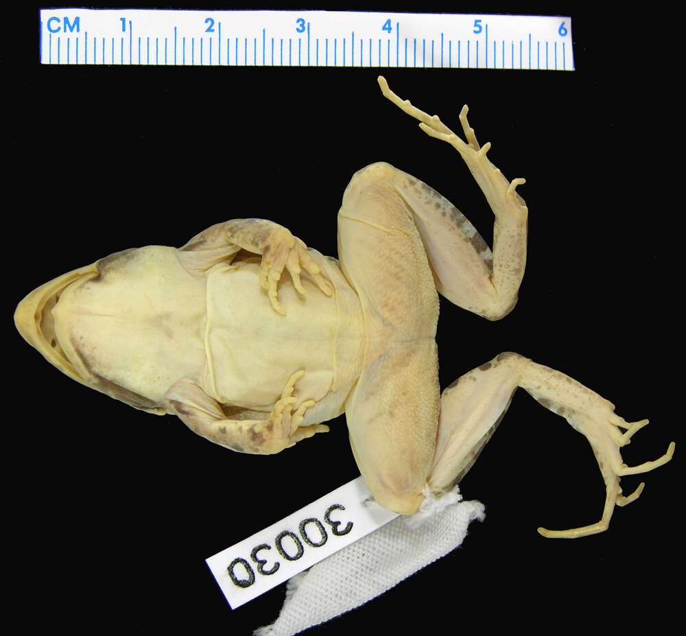Image of rufous frog