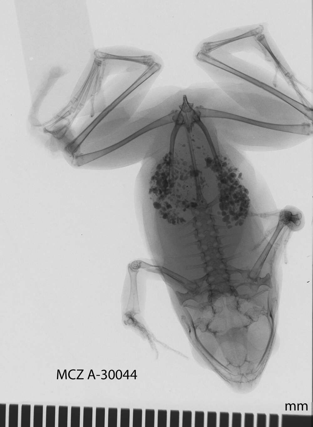 Image of Physalaemus cuvieri Fitzinger 1826