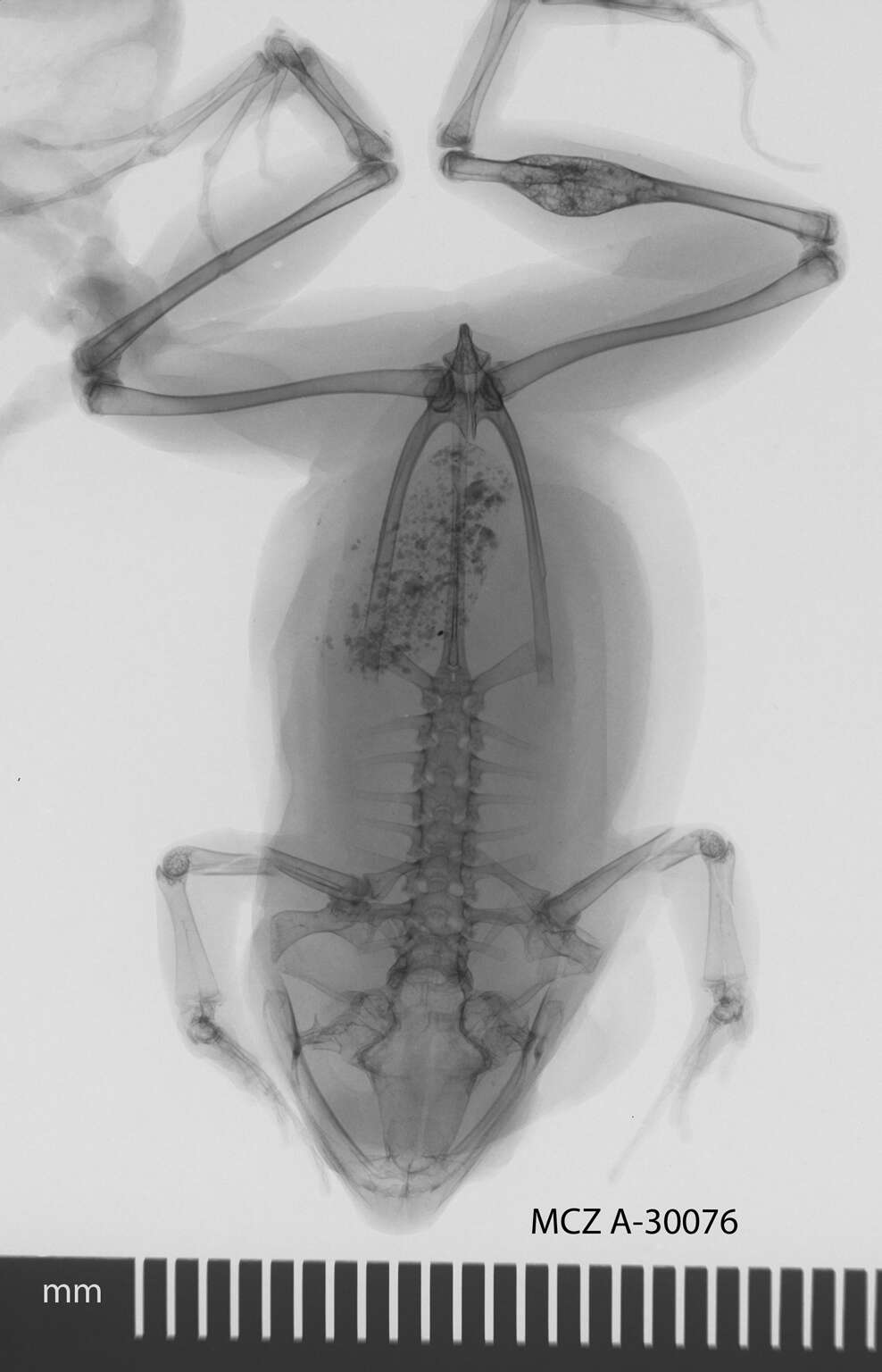 Image of Physalaemus cuvieri Fitzinger 1826