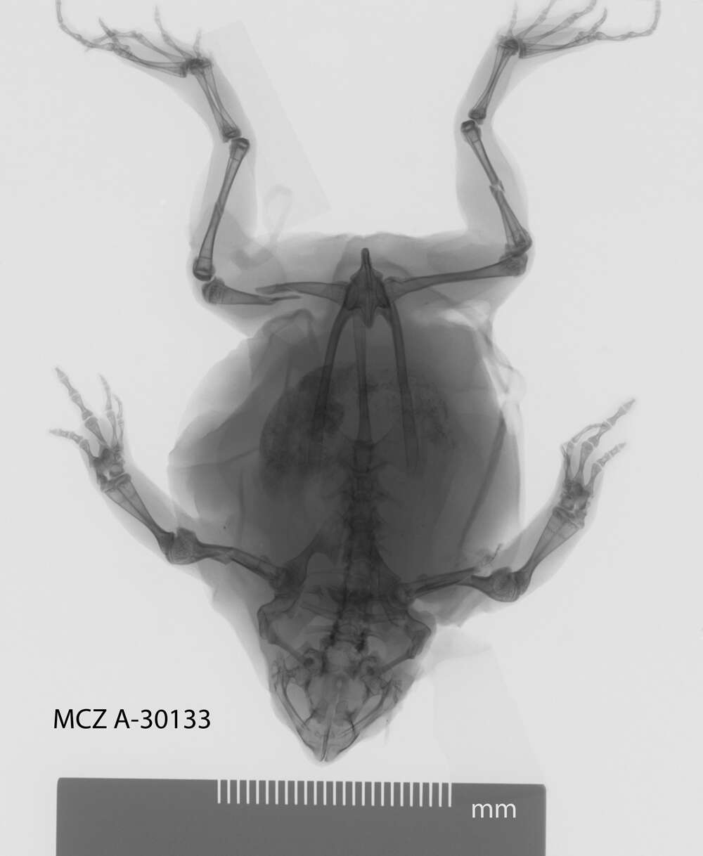 Image of Dermatonotus Méhely 1904