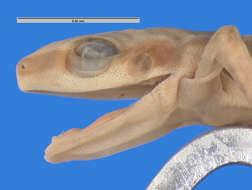 صورة Eleutherodactylus etheridgei Schwartz 1958