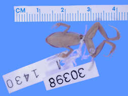 صورة Eleutherodactylus etheridgei Schwartz 1958