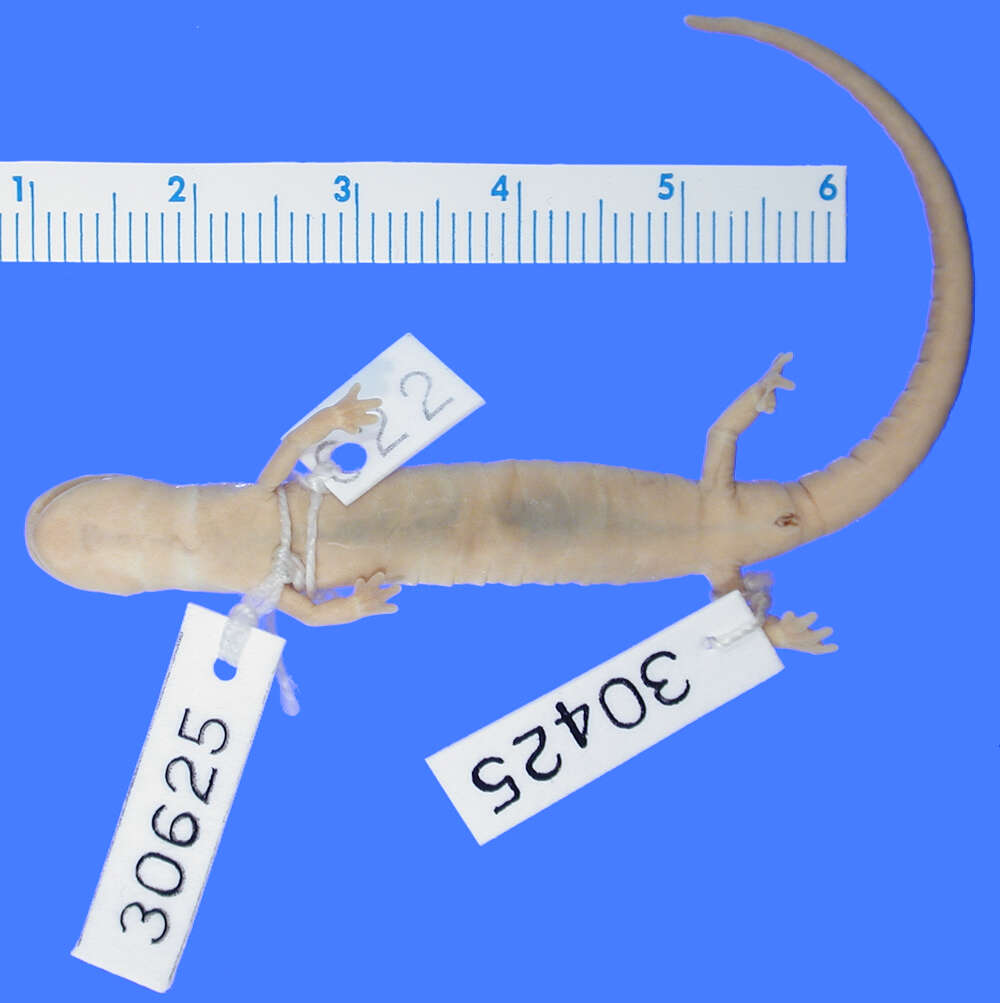 Image of Primeval Splayfoot Salamander