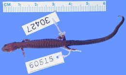 Image of Peaks Of Otter Salamander