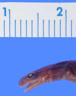 Image of Peaks Of Otter Salamander