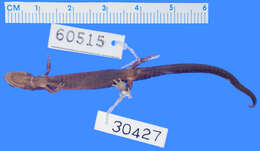 Image of Peaks Of Otter Salamander