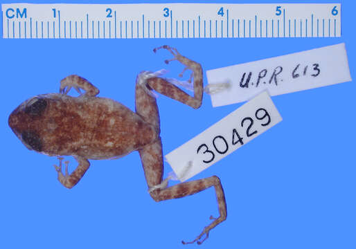 Plancia ëd Eleutherodactylus eneidae Rivero 1959