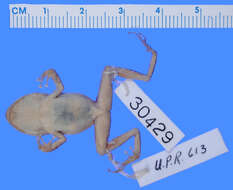 Plancia ëd Eleutherodactylus eneidae Rivero 1959