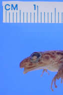 Image of Eleutherodactylus goini Schwartz 1960