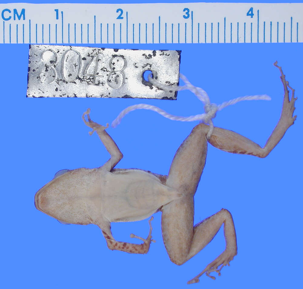 Image of Eleutherodactylus goini Schwartz 1960