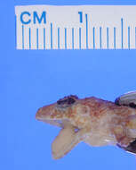 Image of <i>Eleutherodactylus ramsdeni</i>