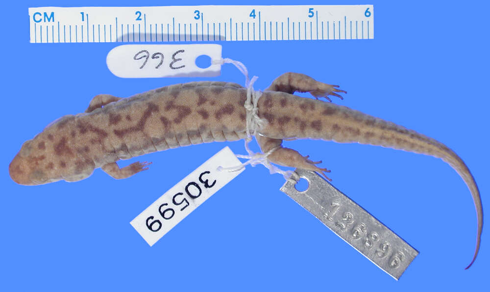 Image of Seal Salamander