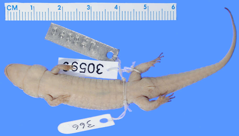 Image of Seal Salamander