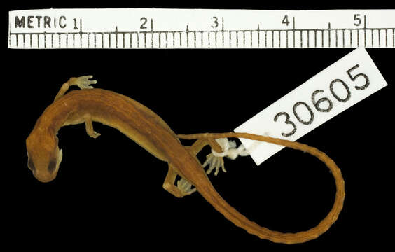 Image of Arboreal Splayfoot Salamander