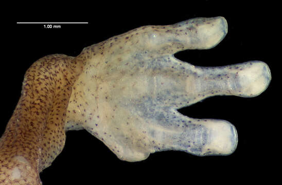 Image of Arboreal Splayfoot Salamander