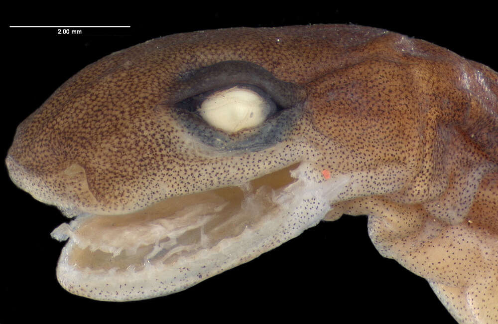 Image of Arboreal Splayfoot Salamander
